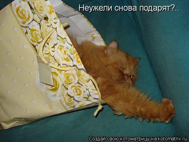 Котоматрица: Неужели снова подарят?..