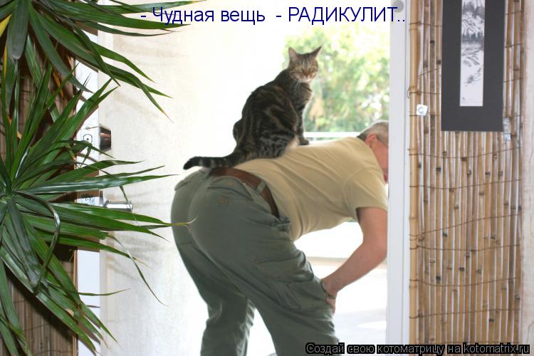 Котоматрица: - Чудная вещь  - РАДИКУЛИТ..