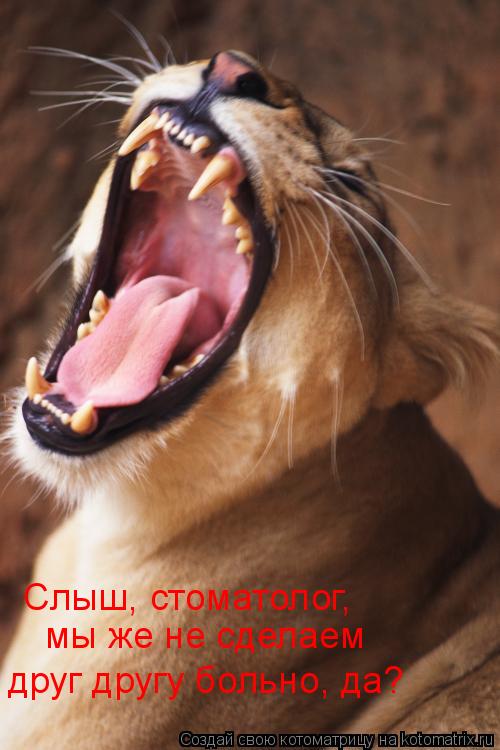 Котоматрица: Слыш, стоматолог, мы же не сделаем друг другу больно, да?