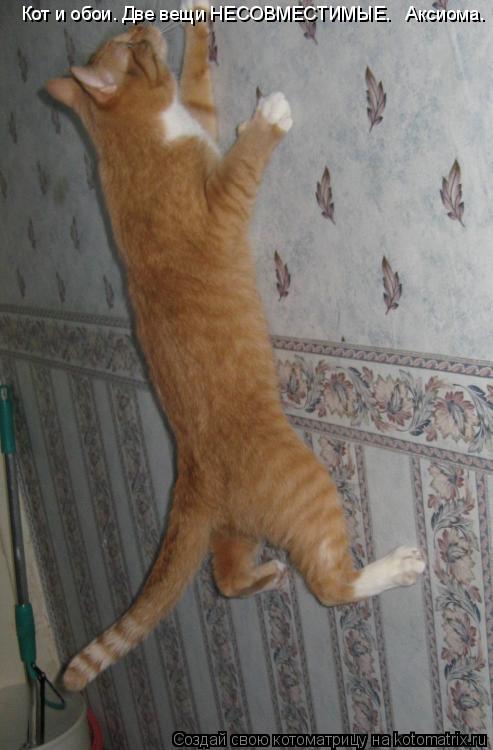 Котоматрица: Кот и обои. Две вещи НЕСОВМЕСТИМЫЕ.   Аксиома.
