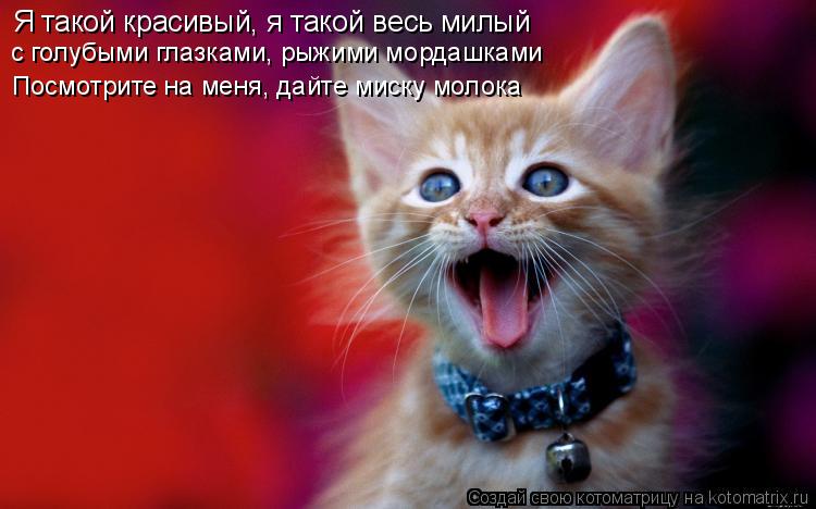 Котоматрица: Я такой красивый, я такой весь милый с голубыми глазками, рыжими мордашками Посмотрите на меня, дайте миску молока