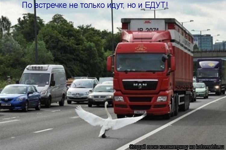 Котоматрица: По встречке не только идут, но и ЕДУТ!