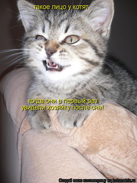 Котоматрица: такое лицо у котят когда они в первый раз  увидели хозяйку после сна!