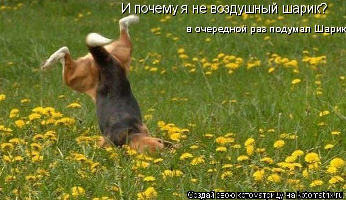Котоматрица: И почему я не воздушный шарик? в очередной раз подумал Шарик