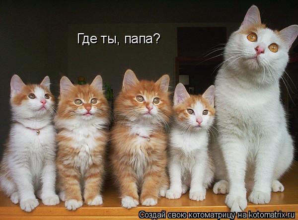 Котоматрица: Где ты, папа?