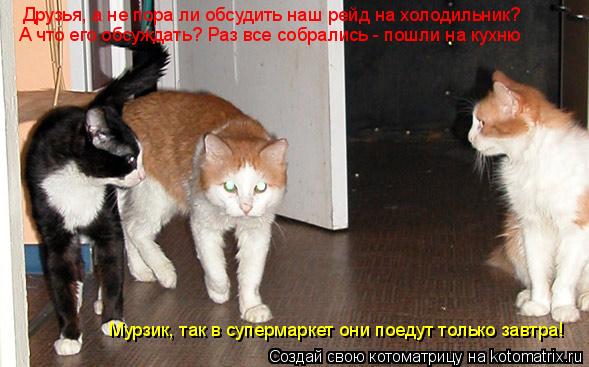 Котоматрица: Друзья, а не пора ли обсудить наш рейд на холодильник? А что его обсуждать? Раз все собрались - пошли на кухню Мурзик, так в супермаркет они по