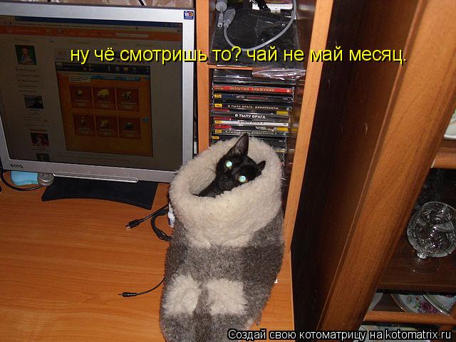 Котоматрица: ну чё смотришь то? чай не май месяц.