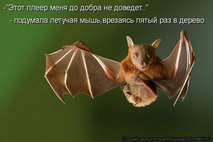 Котоматрица: -"Этот плеер меня до добра не доведет.." - подумала летучая мышь,врезаясь пятый раз в дерево