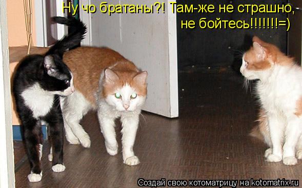 Котоматрица: Ну чо братаны?! Там-же не страшно, не бойтесь!!!!!!!=)