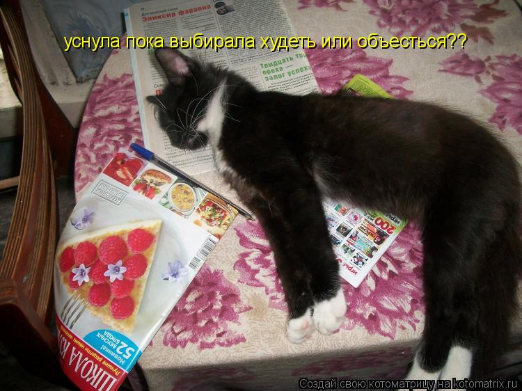 Котоматрица: уснула пока выбирала худеть или объесться??