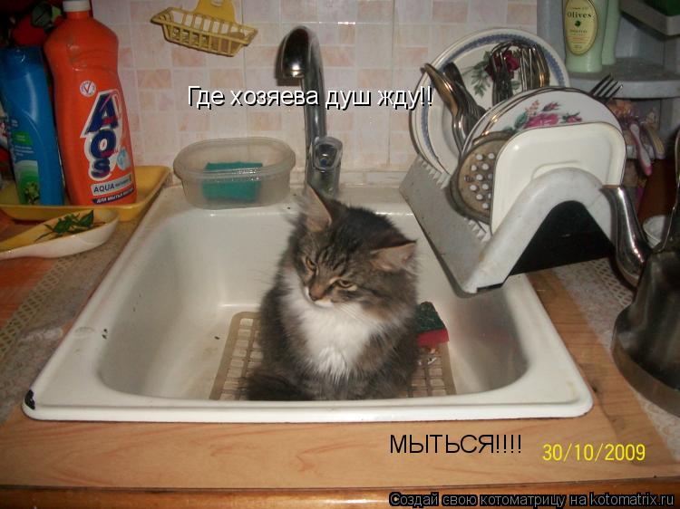 Котоматрица: Где хозяева душ жду!!  МЫТЬСЯ!!!!