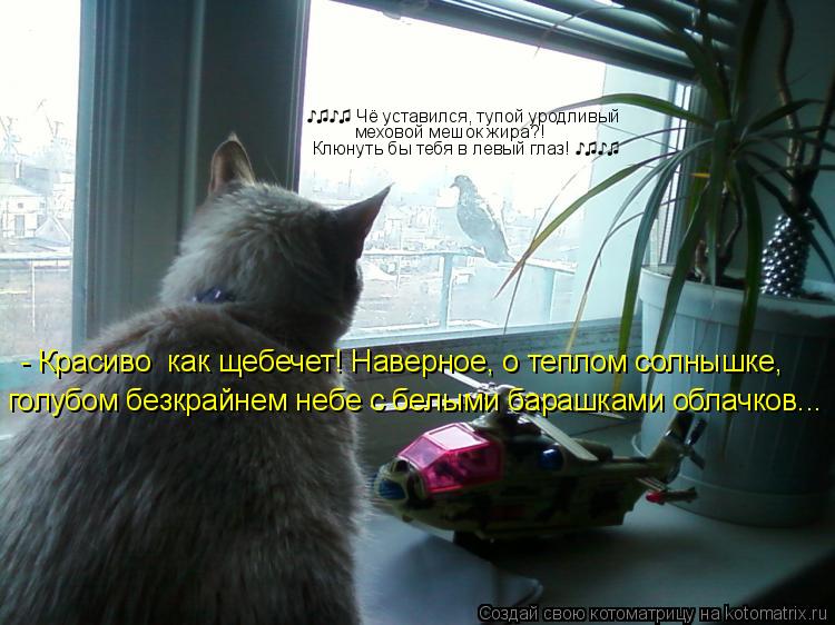 ♪♫♪♫ Чё уставился, тупой уродливый меховой мешок жира?! Клюнуть бы тебя в ле... Котоматрица: ♪♫♪♫ Чё уставился, тупой уродливый меховой мешок жира?! Клюнуть бы тебя в левый глаз! ♪♫♪♫ голубом бе