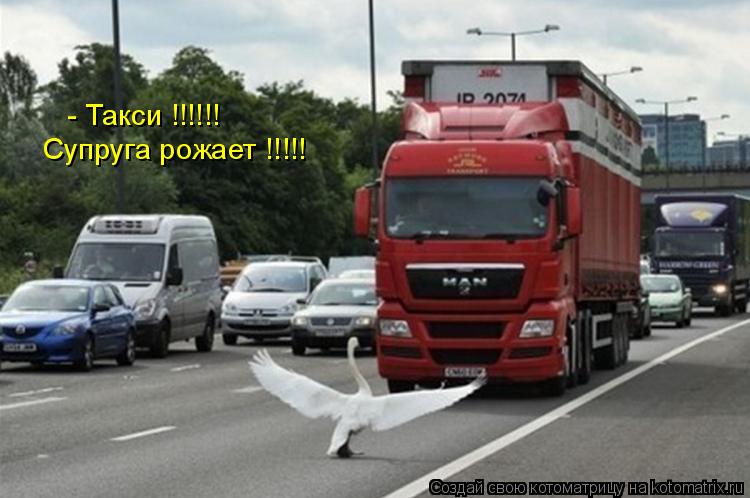 Котоматрица: - Такси !!!!!! Супруга рожает !!!!!