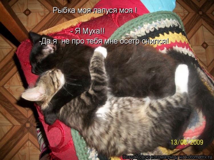 Котоматрица: Рыбка моя лапуся моя ! - Я Муха!! -Да я  не про тебя мне осетр снился!