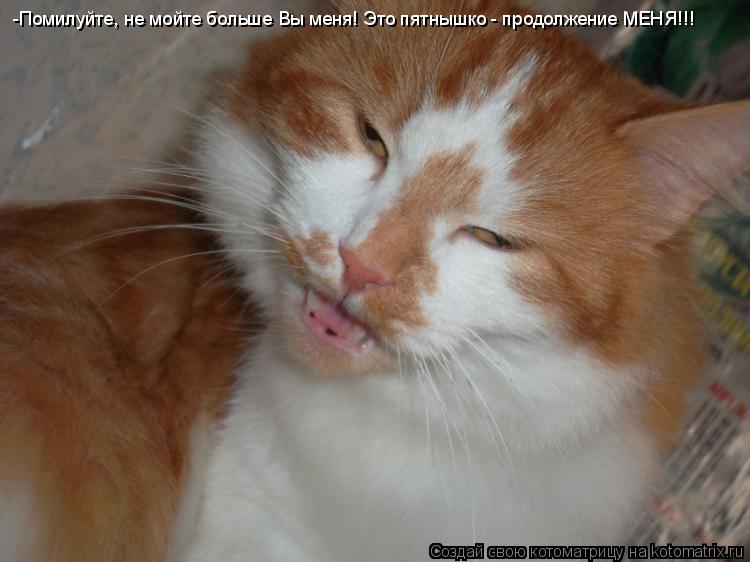 Котоматрица: -Помилуйте, не мойте больше Вы меня! Это пятнышко - продолжение МЕНЯ!!!