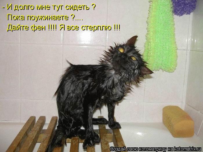 Котоматрица: - И долго мне тут сидеть ? Пока поужинаете ?.... Дайте фен !!!! Я все стерплю !!!