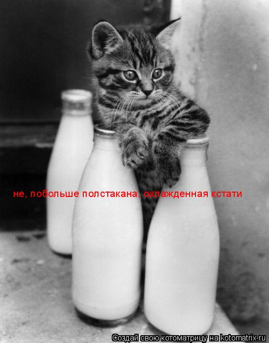 Котоматрица: не, побольше полстакана, охлажденная кстати