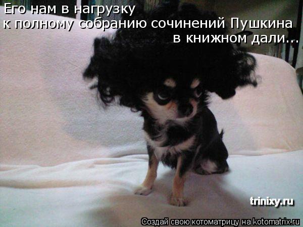 Котоматрица: Его нам в нагрузку  к полному собранию сочинений Пушкина  в книжном дали...