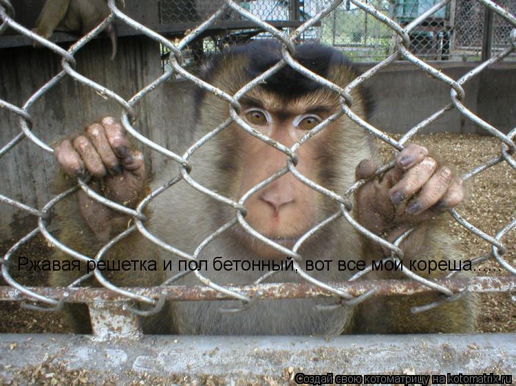 Котоматрица: Ржавая решетка и пол бетонный, вот все мои кореша......