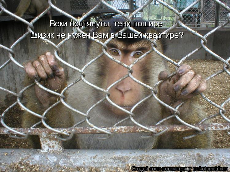 Котоматрица: Веки подтянуты, тени пошире Шизик не нужен Вам в Вашей квартире?