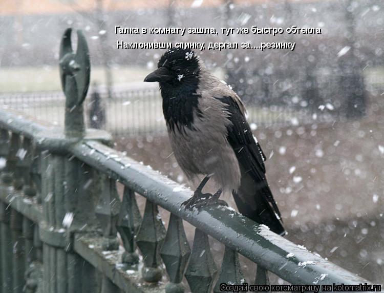 Котоматрица: Галка в комнату зашла, тут же быстро обтекла Наклонивши спинку, дергал за....резинку