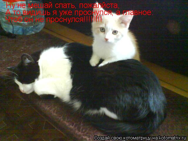 Котоматрица: Ну не мешай спать, пожалйста, А то видишь я уже проснулся, а главное: Чтоб он не проснулся!!!!!!!!