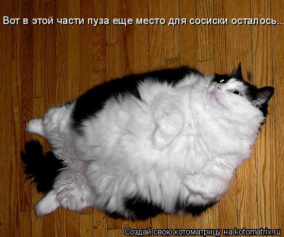 Котоматрица: Вот в этой части пуза еще место для сосиски осталось...