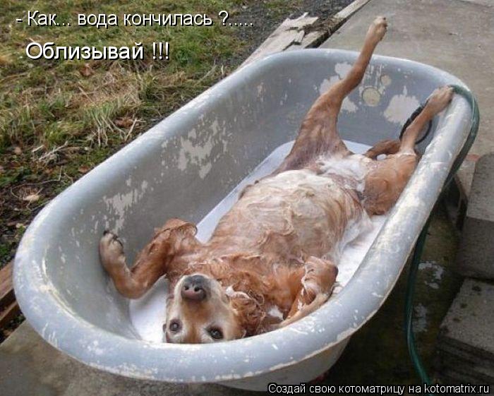 Котоматрица: - Как... вода кончилась ?..... Облизывай !!!