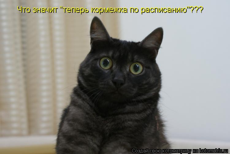 Котоматрица: Что значит "теперь кормежка по расписанию"???