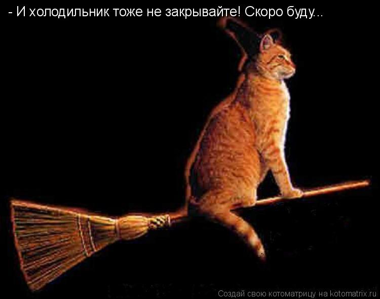 Котоматрица: - И холодильник тоже не закрывайте! Скоро буду...