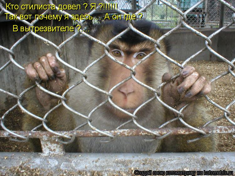 Котоматрица: Кто стилиста довел ? Я ?!!!!!! Так вот почему я здесь.... А он где ? В вытрезвителе ?....