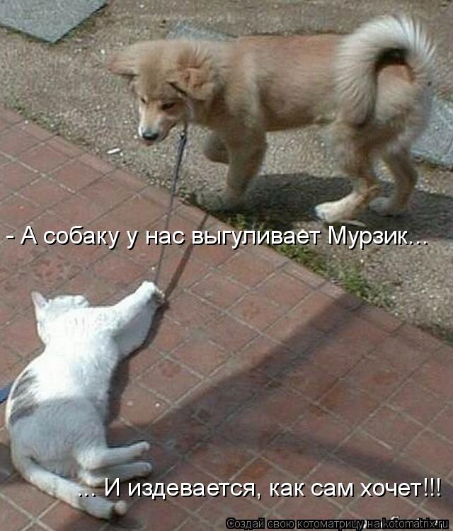 Котоматрица: - А собаку у нас выгуливает Мурзик...  ... И издевается, как сам хочет!!!