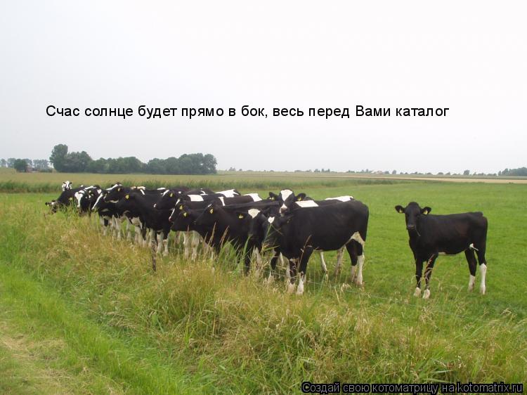 Котоматрица: Счас солнце будет прямо в бок, весь перед Вами каталог