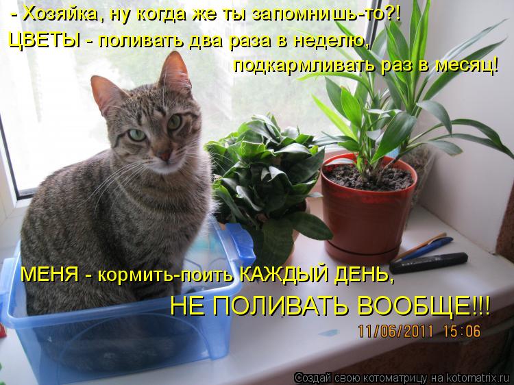Не забывайте меня поливать Не забывайте меня поливать
