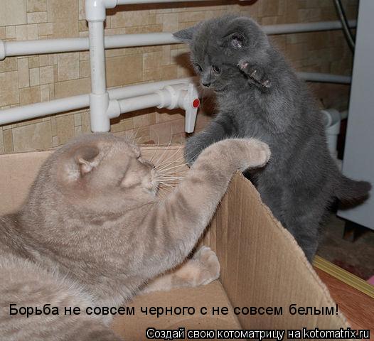 Котоматрица: Борьба не совсем черного с не совсем белым!