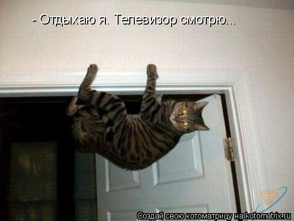 Котоматрица: - Отдыхаю я. Телевизор смотрю...