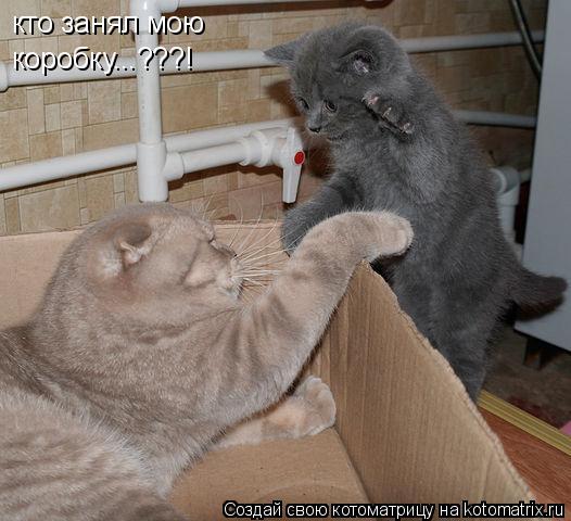 Котоматрица: кто занял мою  коробку...???!