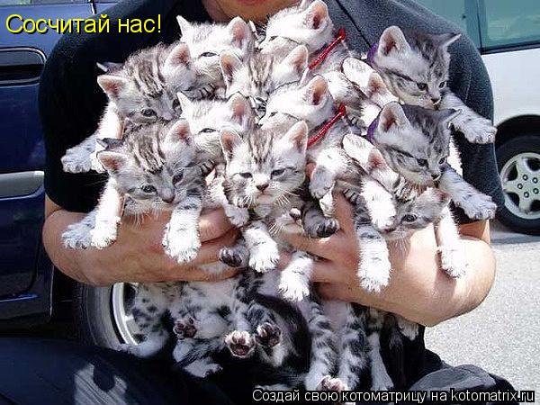 Сосчитай нас!... Котоматрица: Сосчитай нас!