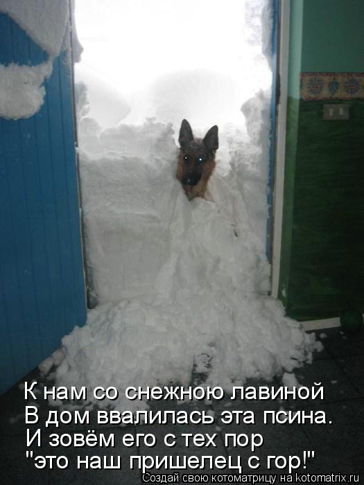 Котоматрица: В дом ввалилась эта псина. К нам со снежною лавиной И зовём его с тех пор "это наш пришелец с гор!"