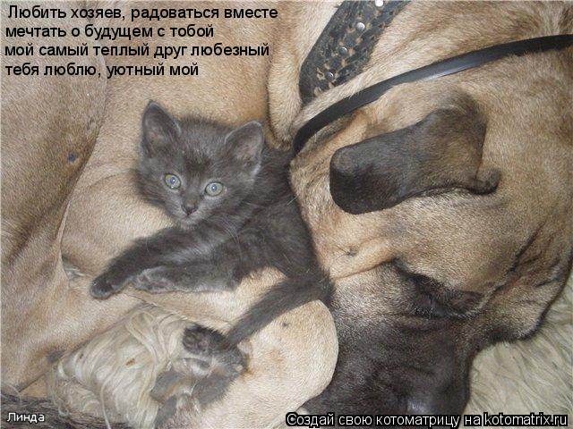 Котоматрица: Любить хозяев, радоваться вместе мечтать о будущем с тобой мой самый теплый друг любезный тебя люблю, уютный мой