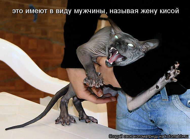 Котоматрица: это имеют в виду мужчины, называя жену кисой