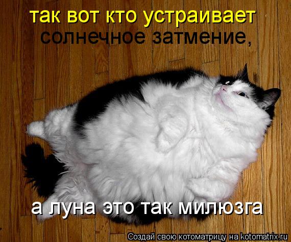 Котоматрица: так вот кто устраивает солнечное затмение, а луна это так милюзга