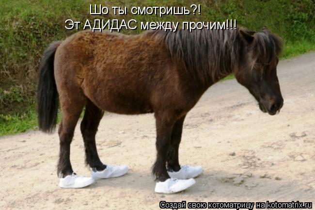 Шо ты смотришь?! Эт АДИДАС между прочим!!!... Котоматрица: Шо ты смотришь?! Эт АДИДАС между прочим!!!