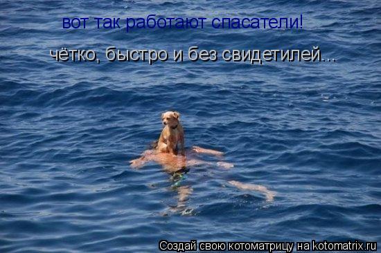 вот так работают спасатели! чётко, быстро и без свидетилей...... Котоматрица: вот так работают спасатели! чётко, быстро и без свидетилей...