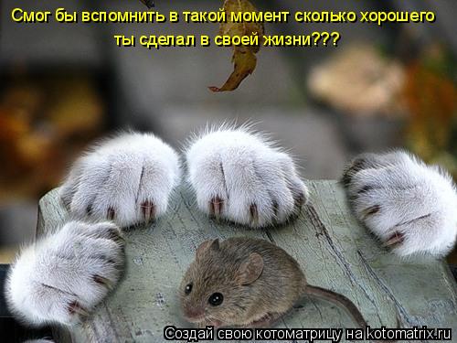 Смог бы вспомнить в такой момент сколько хорошего ты сделал в своей жизни???... Котоматрица: Смог бы вспомнить в такой момент сколько хорошего ты сделал в своей жизни???