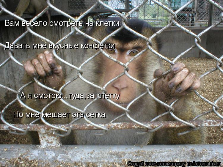 Вам весело смотреть на клетки Давать мне вкусные конфетки А я смотрю...туда,за клетку Но мне мешает э... Котоматрица: Вам весело смотреть на клетки Давать мне вкусные конфетки А я смотрю...туда,за клетку Но мне мешает эта сетка