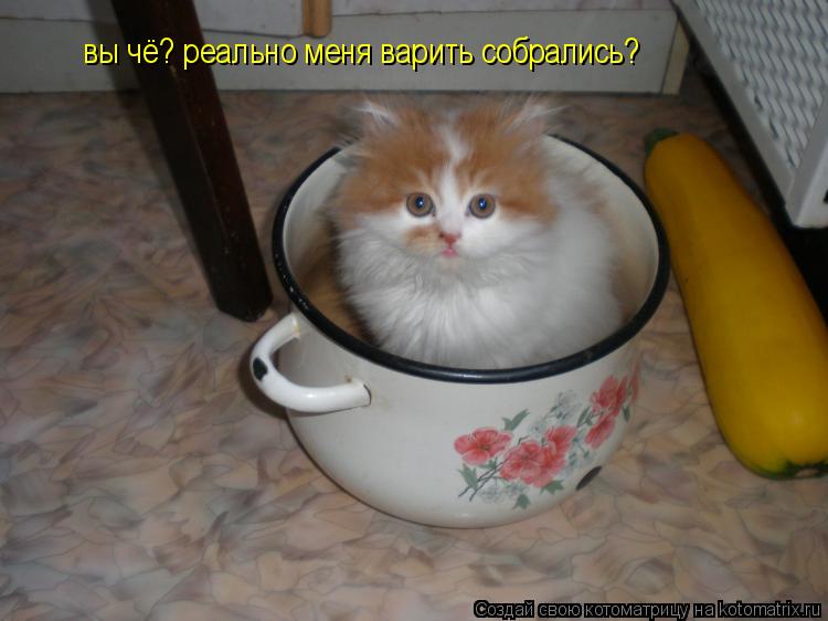 вы чё? реально меня варить собрались?... Котоматрица: вы чё? реально меня варить собрались?
