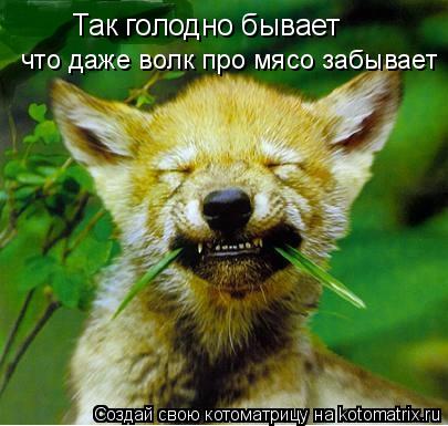 Так голодно бывает что даже волк про мясо забывает... Котоматрица: Так голодно бывает что даже волк про мясо забывает