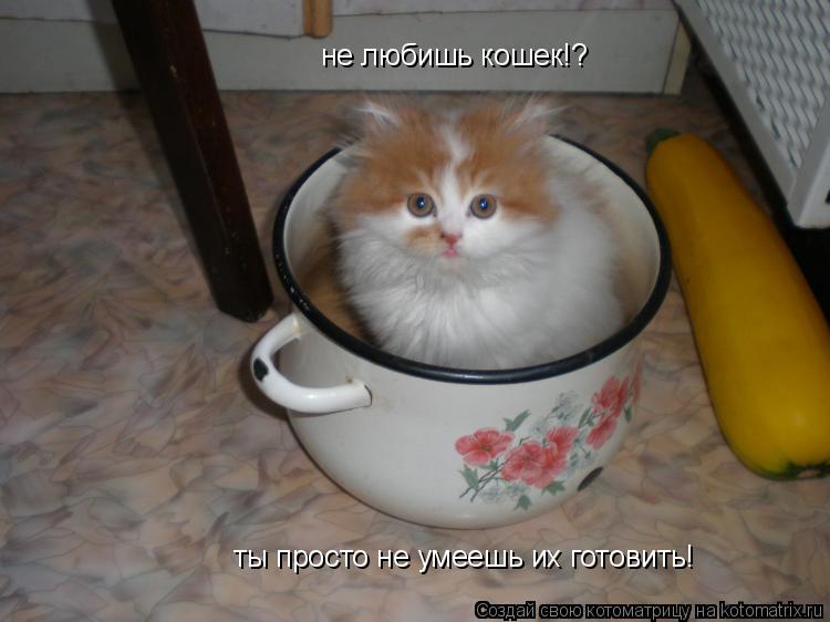 не любишь кошек!? ты просто не умеешь их готовить!... Котоматрица: не любишь кошек!? ты просто не умеешь их готовить!