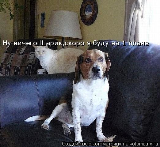 Ну ничего Шарик,скоро я буду на 1 плане Ну ничего Шарик,скоро я буду на 1 плане... Котоматрица: Ну ничего Шарик,скоро я буду на 1 плане Ну ничего Шарик,скоро я буду на 1 плане